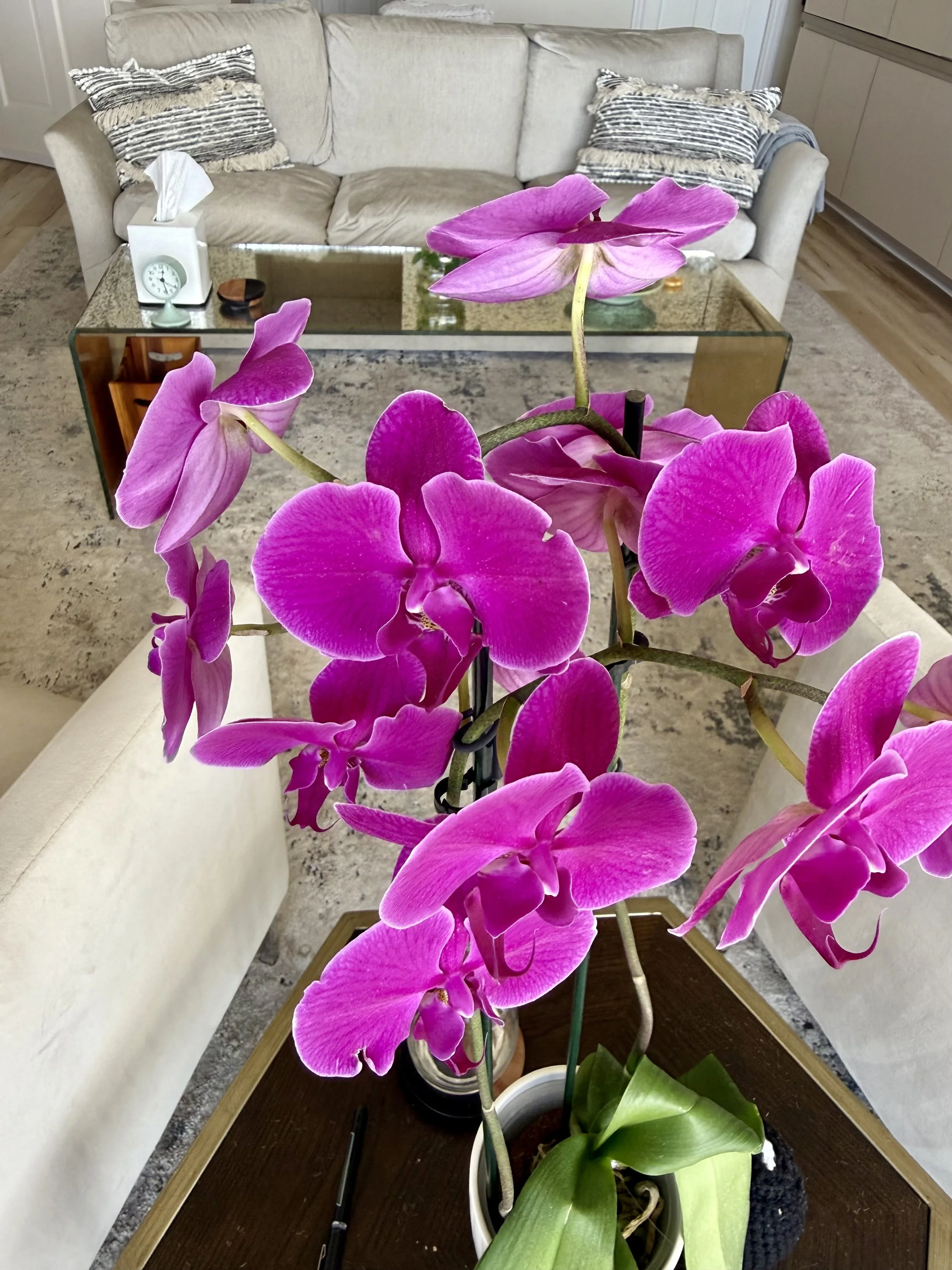 A potted pink orchid flower on a dark wooden table in a living room with a beige sofa and striped pillows.