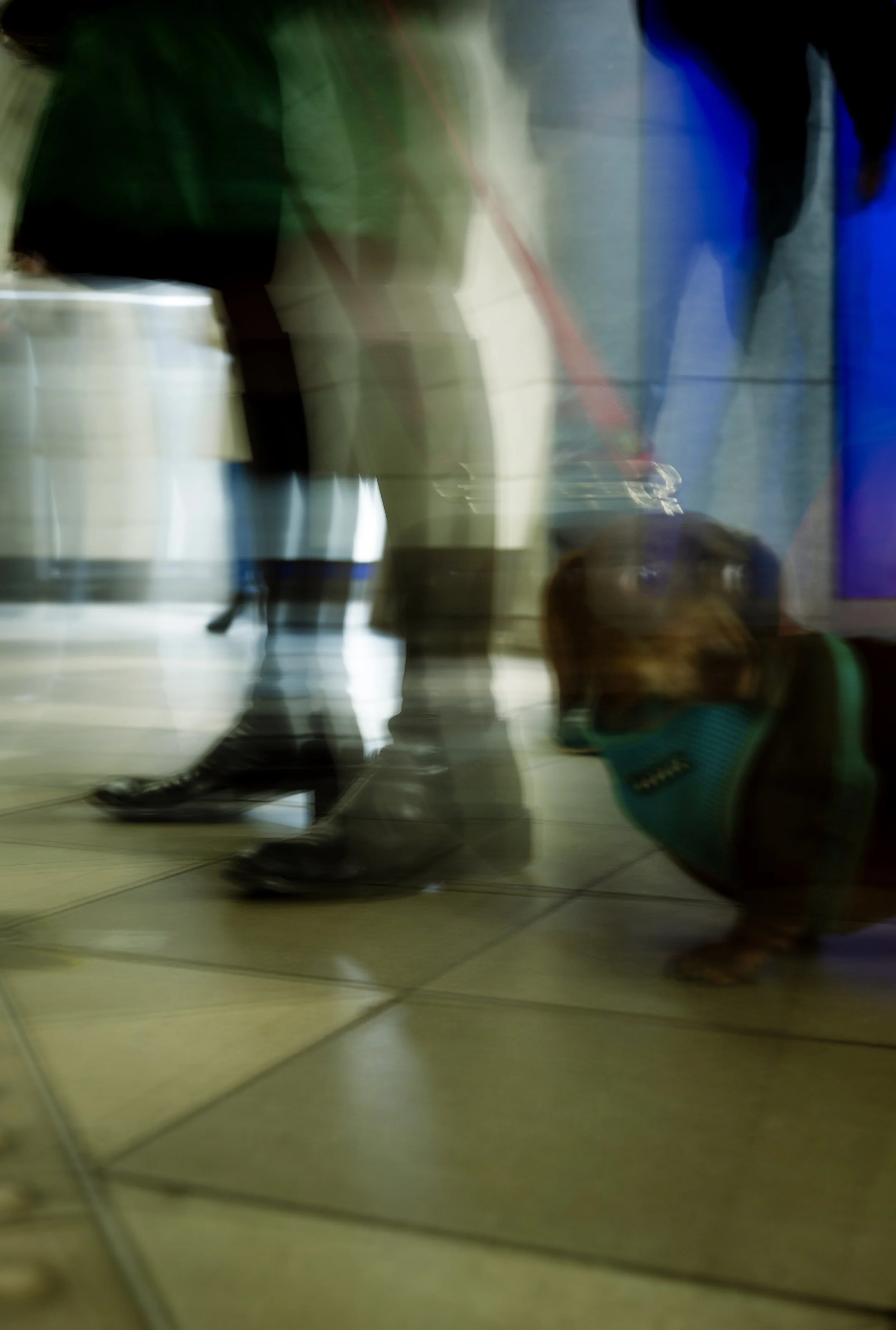 Blurry photo of a person wearing black shoes and light-colored pants, walking a small dog with a blue harness on tiled floor.