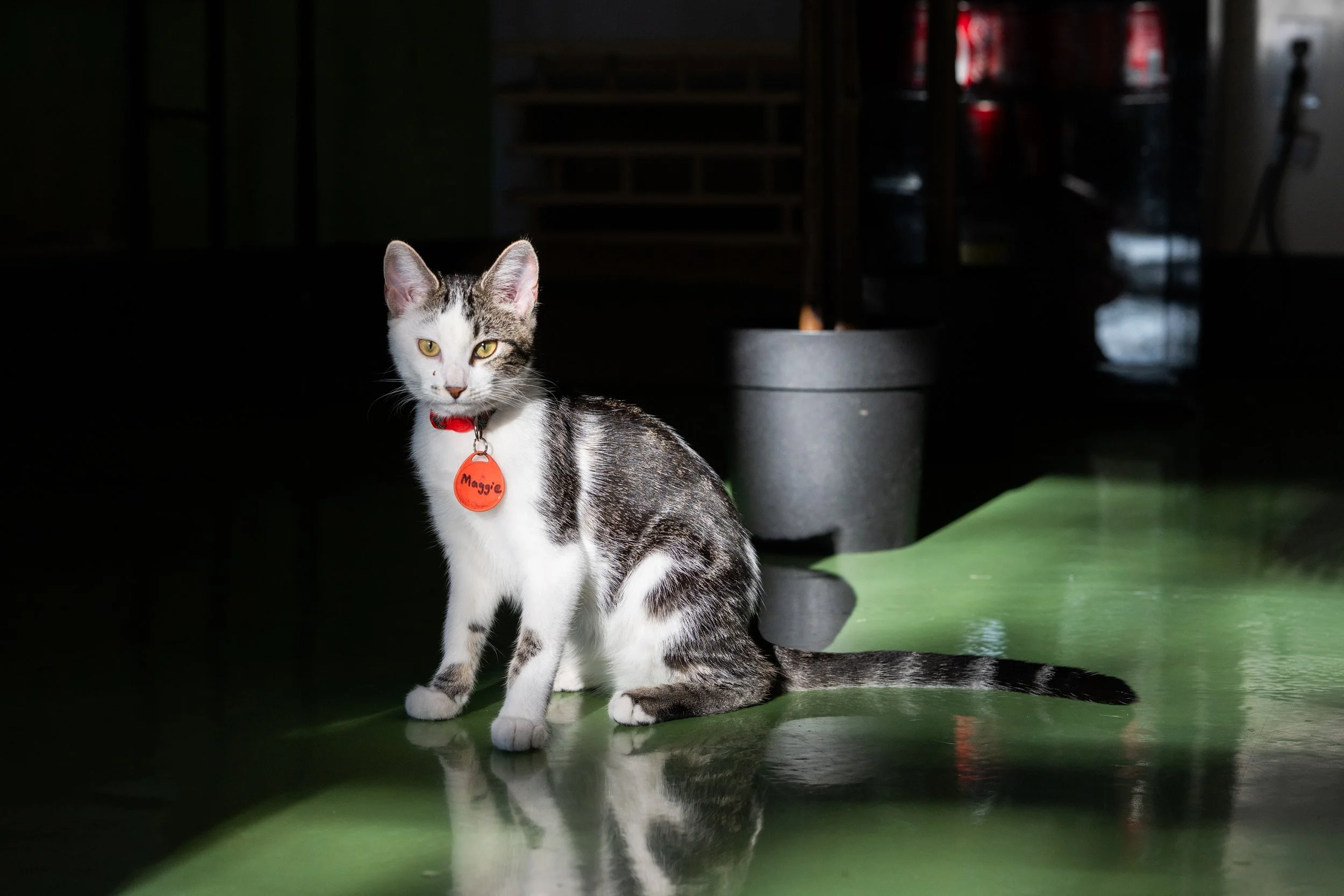 A black and white cat with yellow eyes and a red collar with an orange tag labeled "Maggie" sitting on a green surface in a dark indoor space.