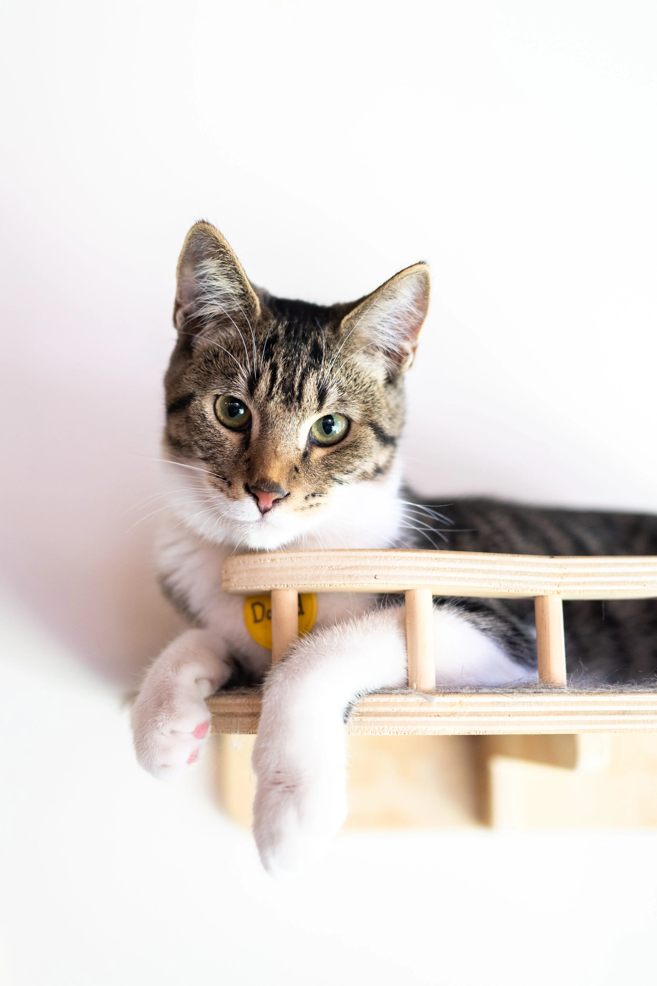 A tabby cat with green eyes peeking over a wooden shelf, with its paws hanging down and a yellow tag on its collar.