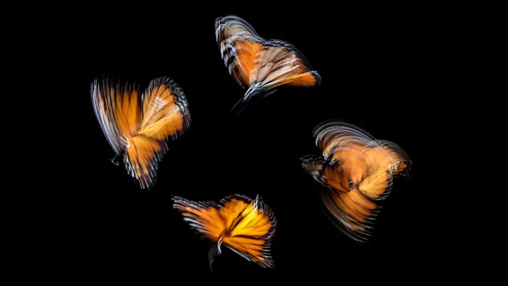 What we can learn from butterflies