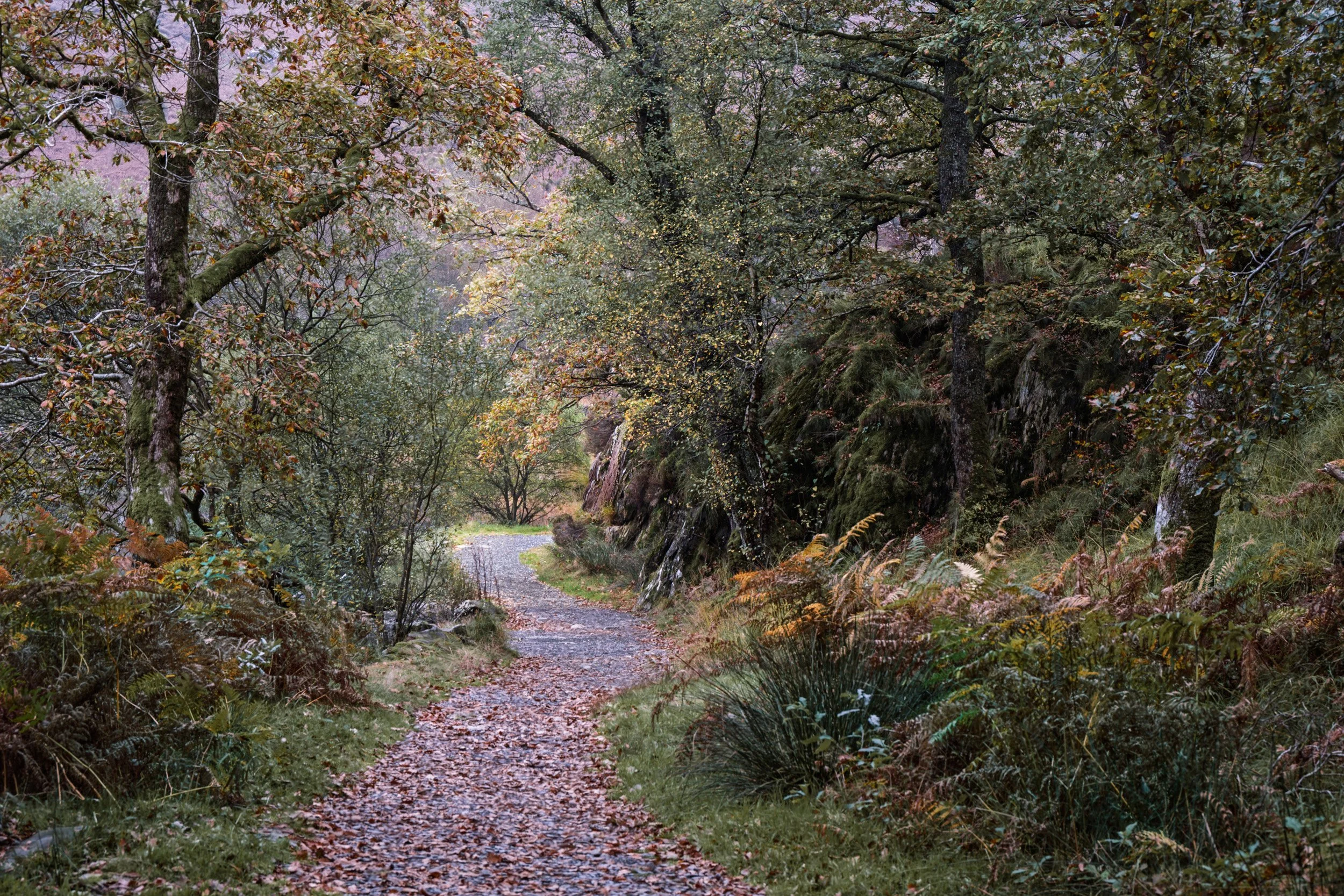 WoodedPathSQSP+copy.jpg