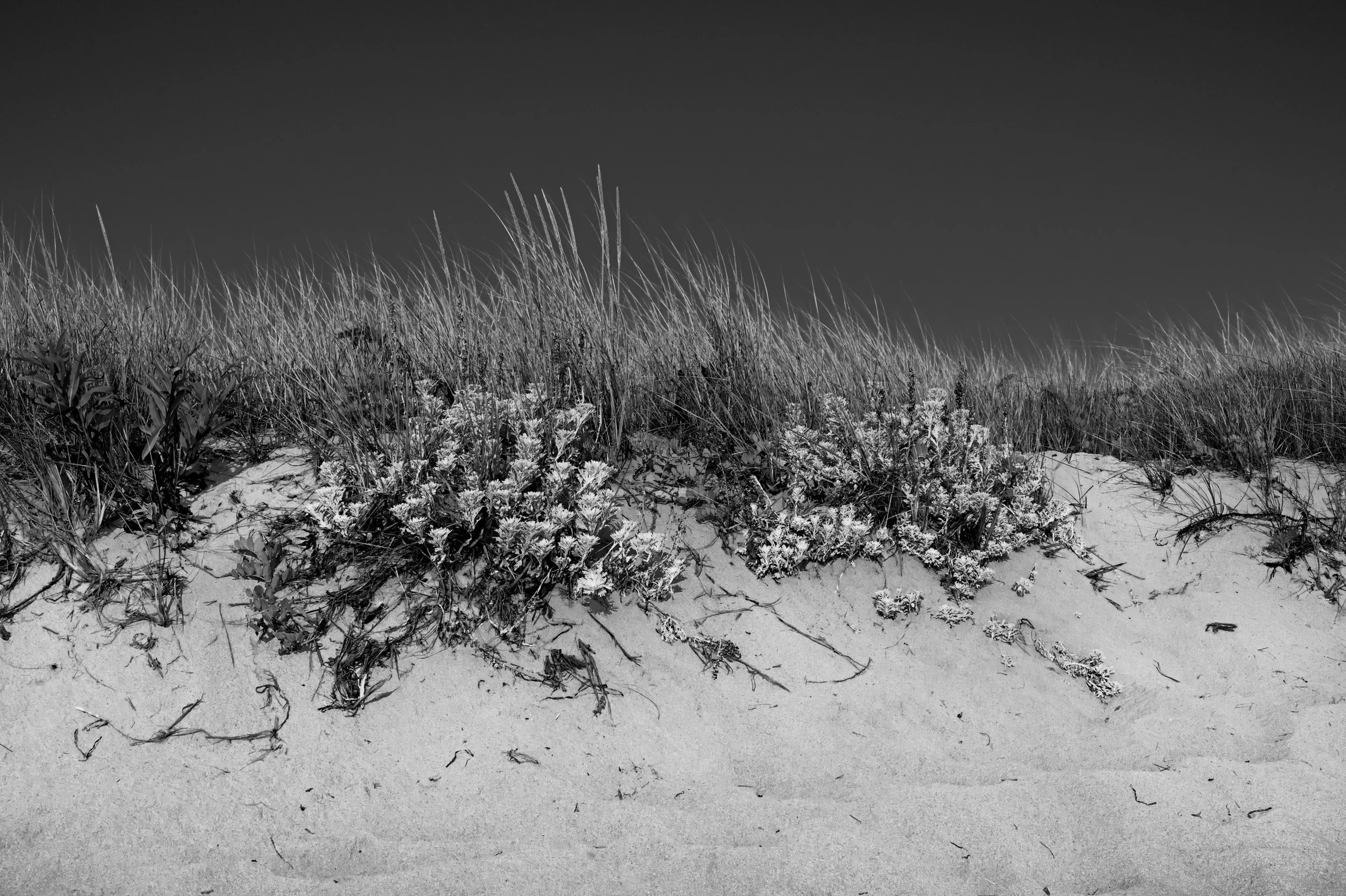 Chatham Dunes BW