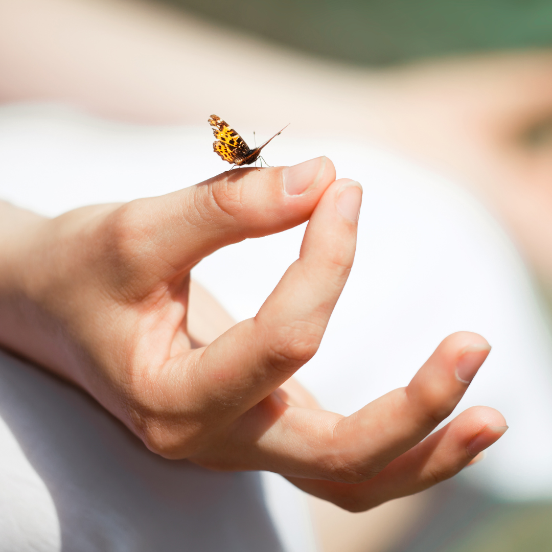 Eine Hand macht ein Mantra und auf der Hand sitzt eine kleine orange-schwarze Schmetterlingsart.