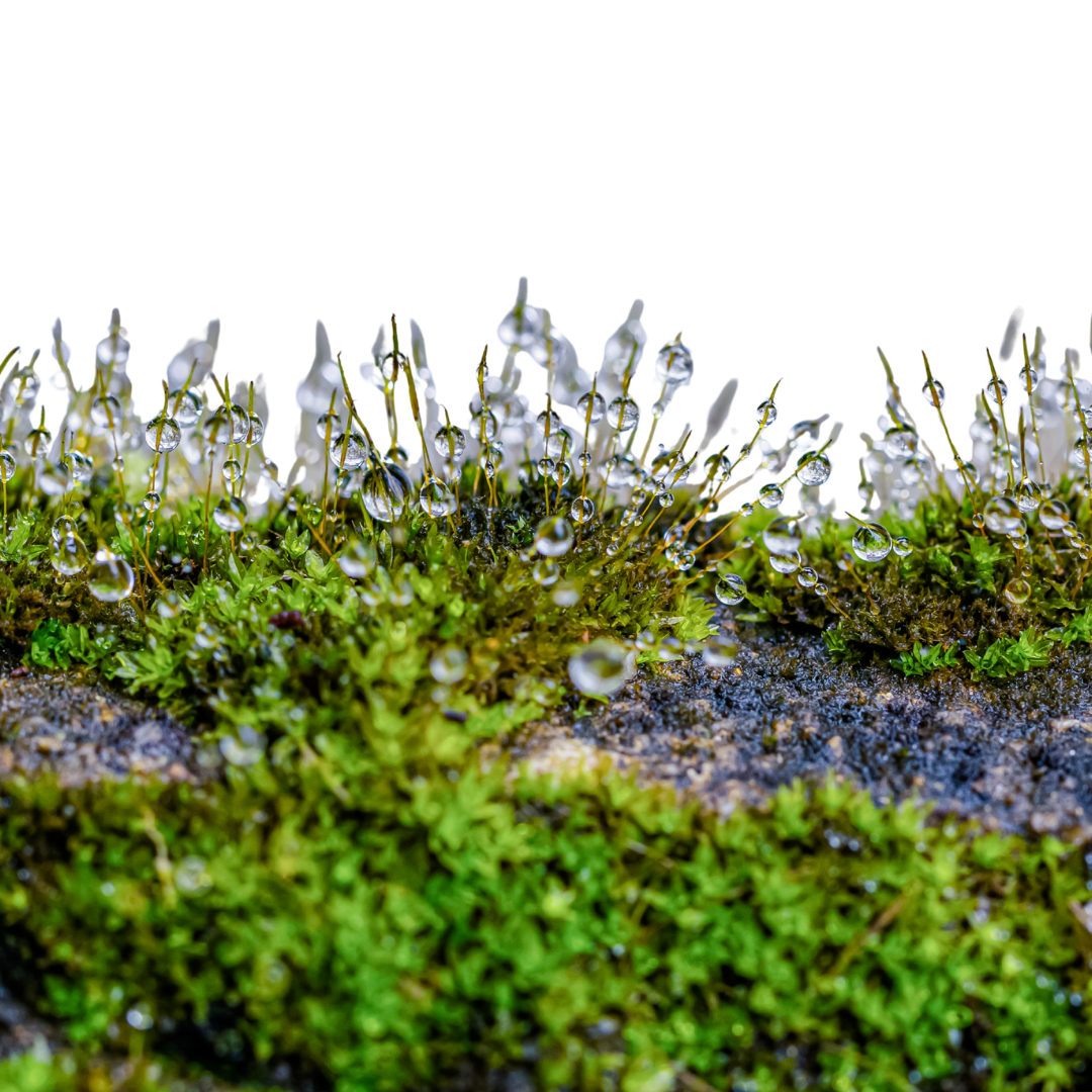 Nahaufnahme von Moos mit Wassertröpfchen