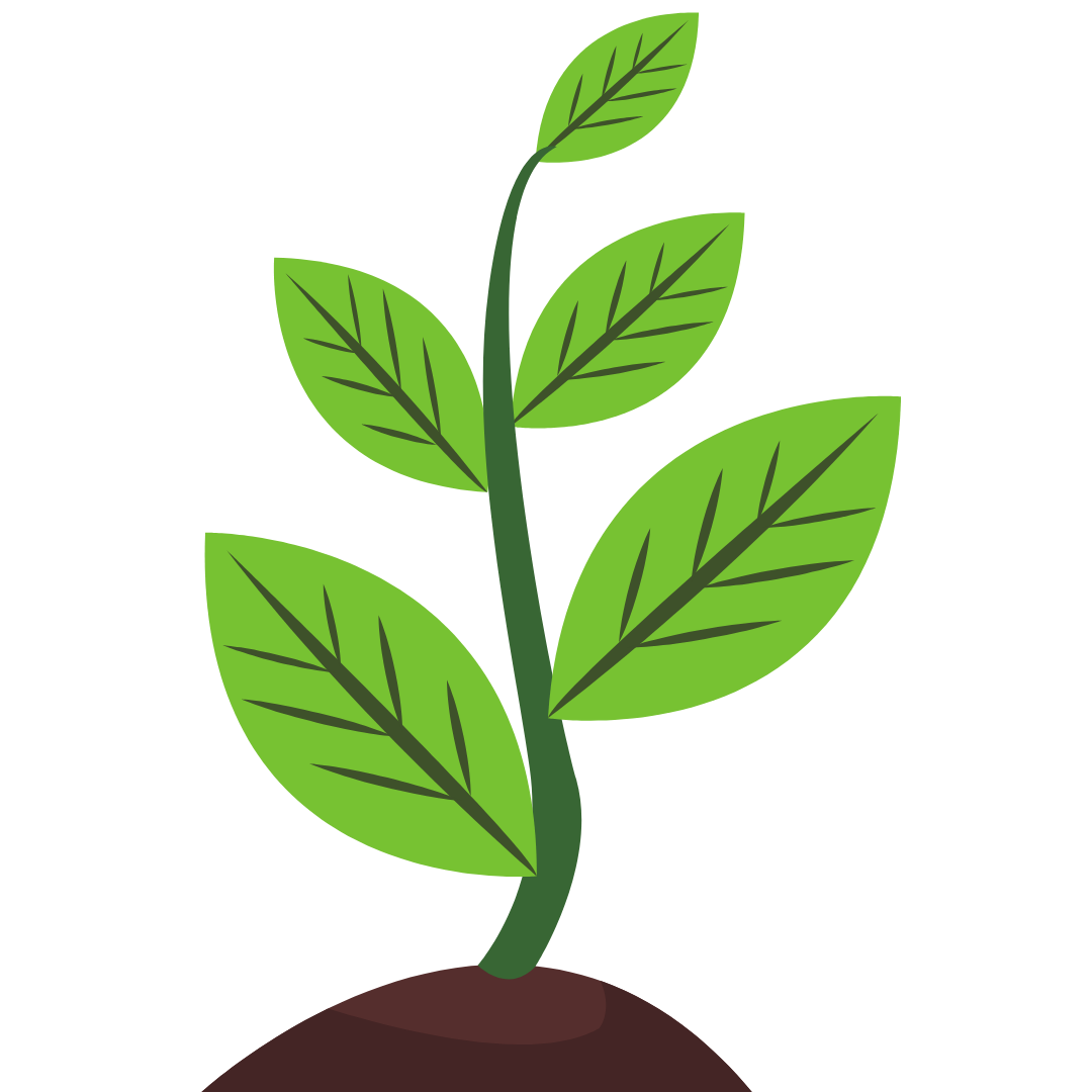 Eine grüne Jungpflanze mit mehreren Blättern, die aus der Erde wächst.