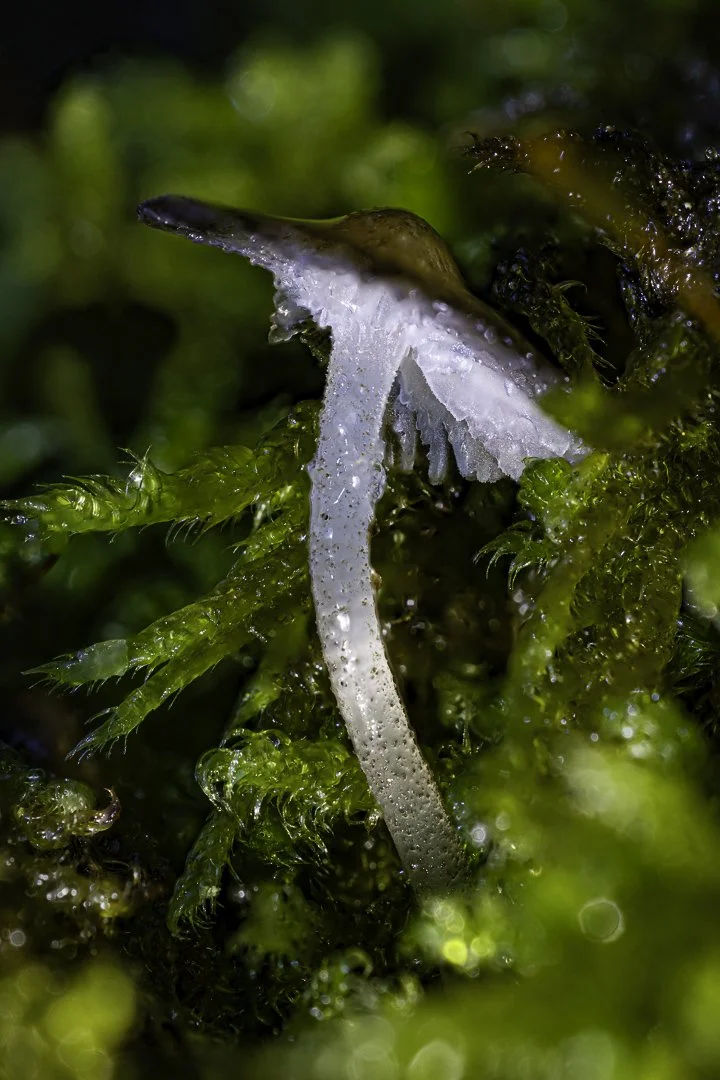 Woodland Mushroom – Translucent Gills in a World of Green