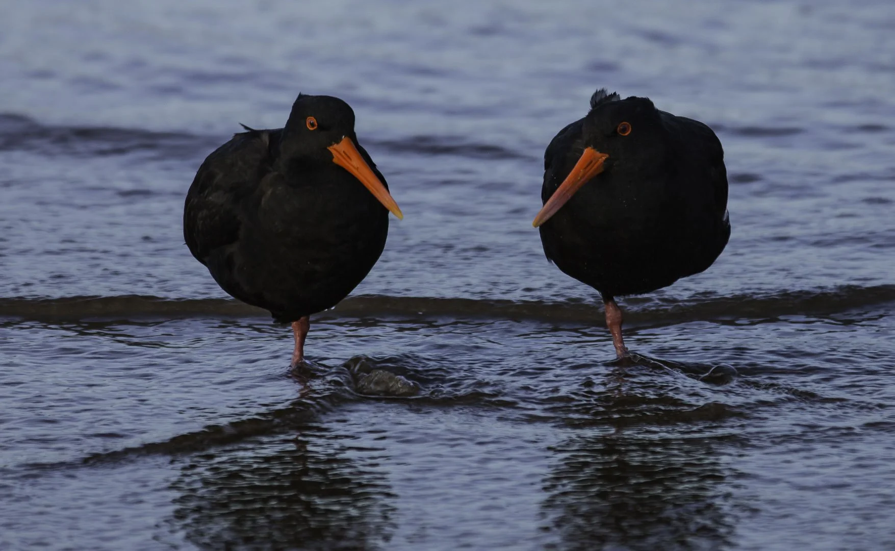 josephbphotography-fragile-lives-new-zealand-birds-oystercatchers-duo.jpg