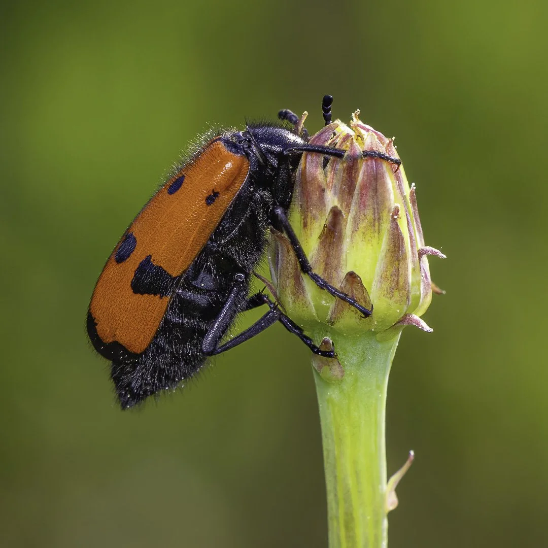 josephbphotography-the-invisible-life-insects-butterflies-mylabris-beetle-climbing 2.jpg
