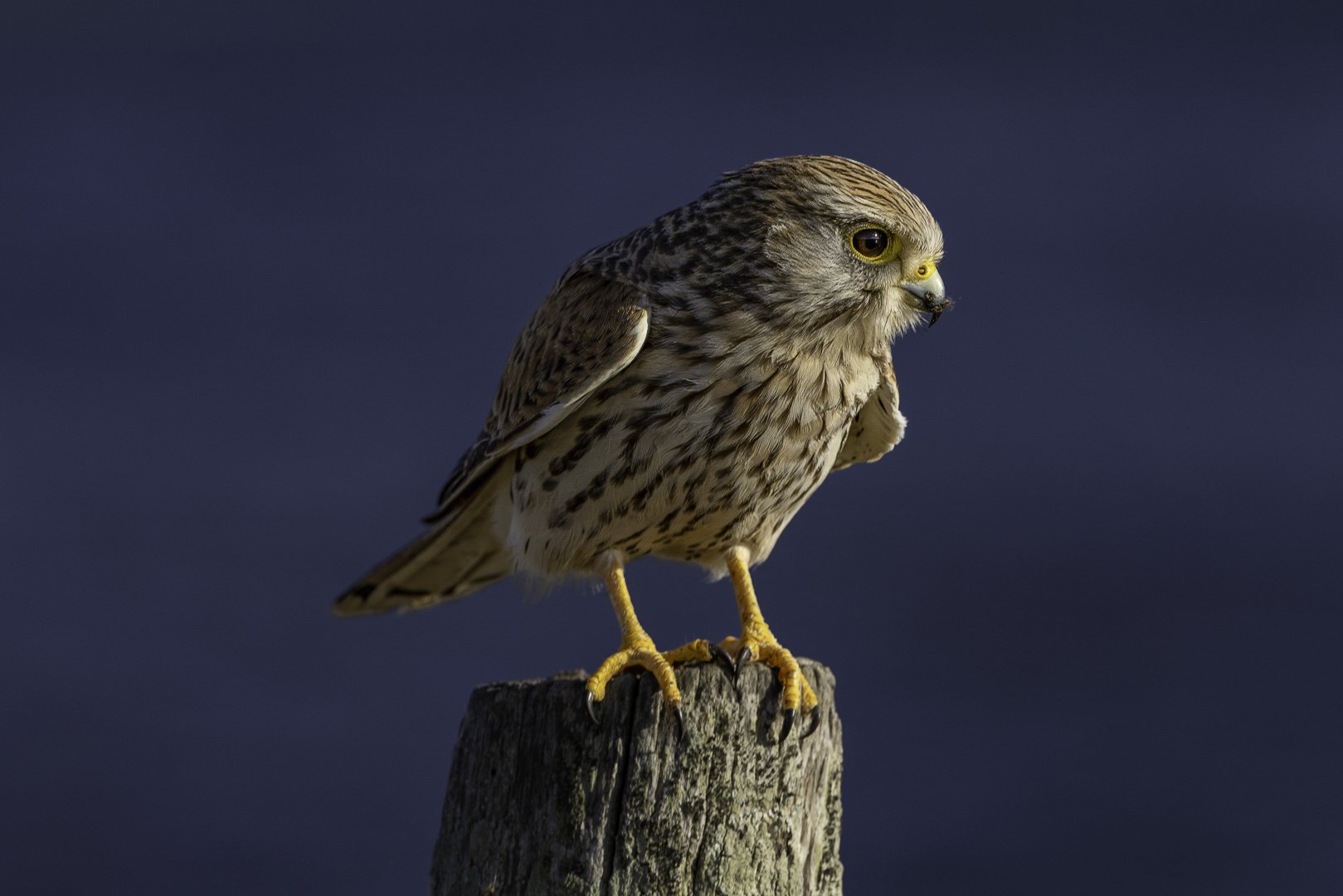 Common Kestrel — On Watch