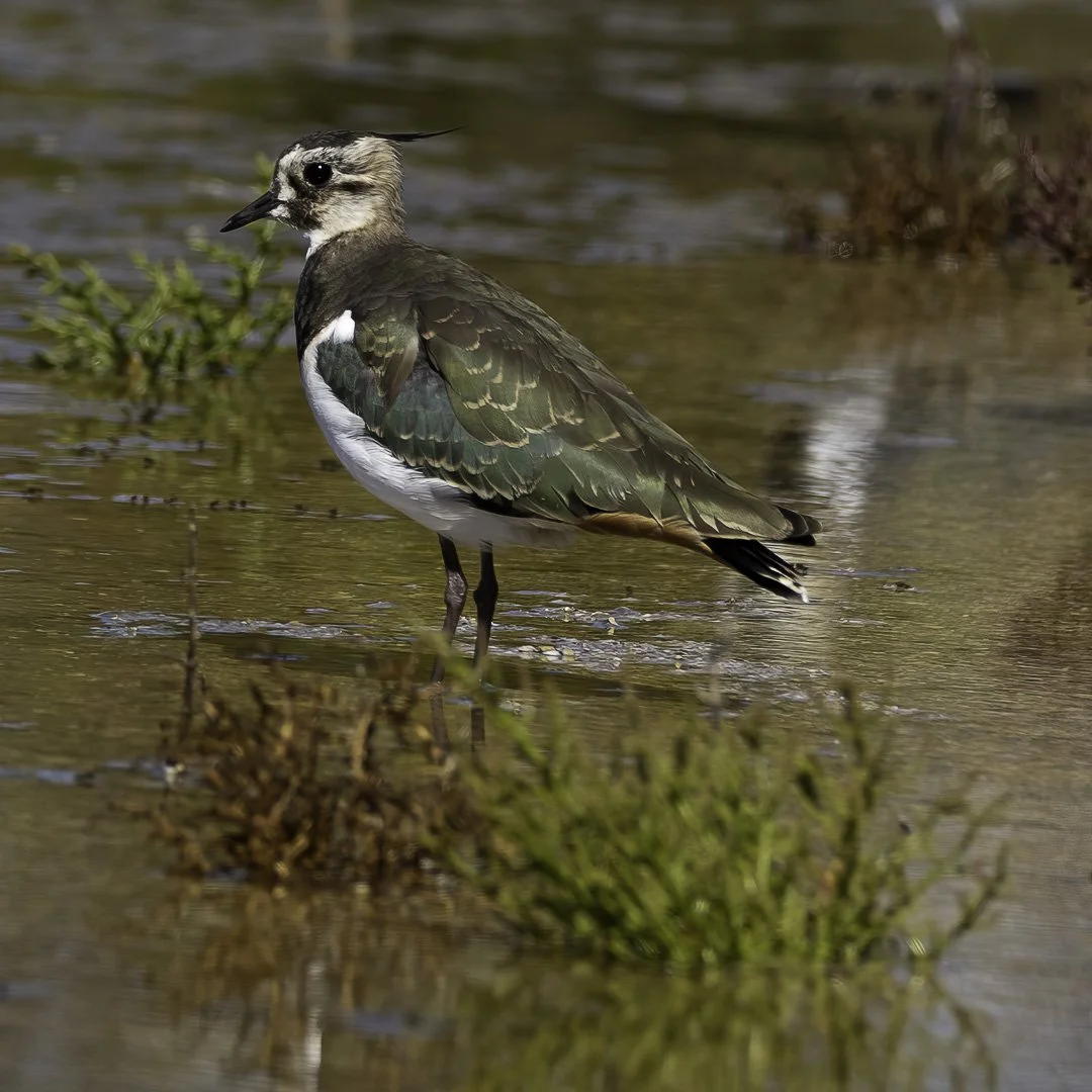 Northern Lapwing — Among the Marshes
