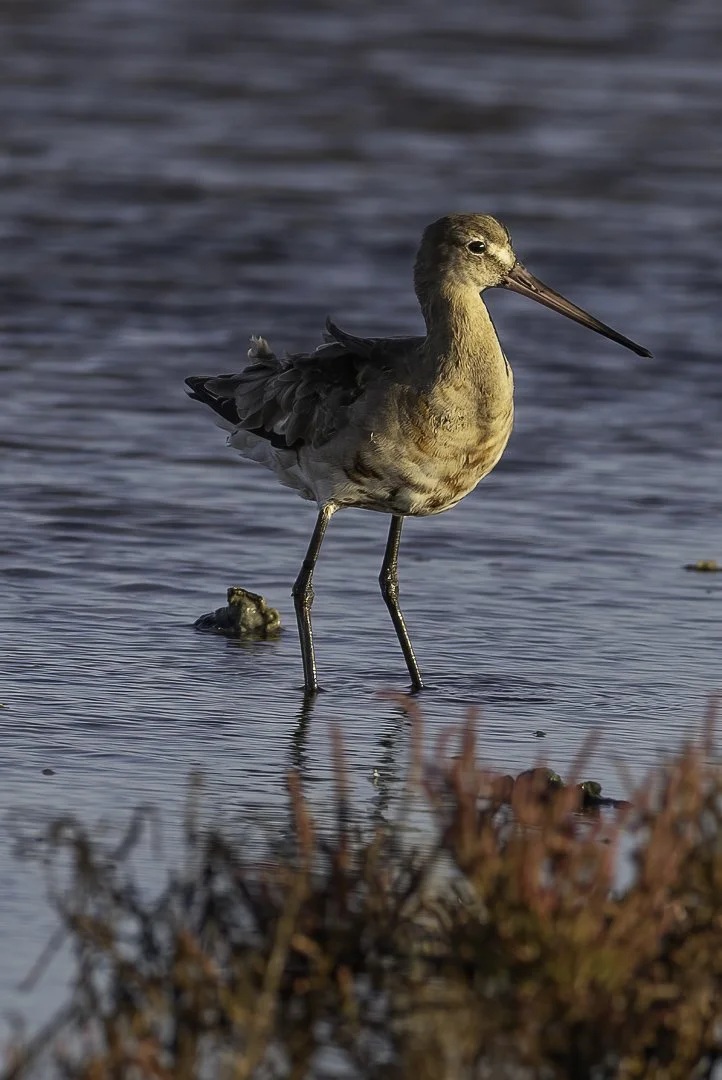 Black-tailed Godwit — Still Waters