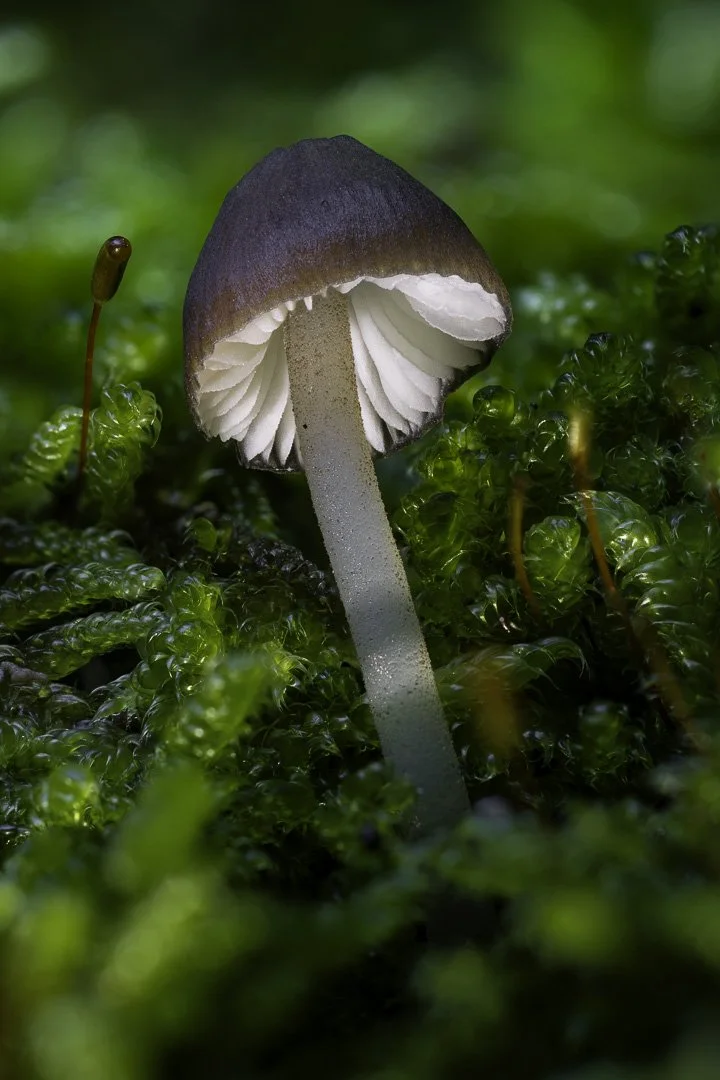 Mycena Mushroom – Delicate White Gills Rising from Mossy Bark