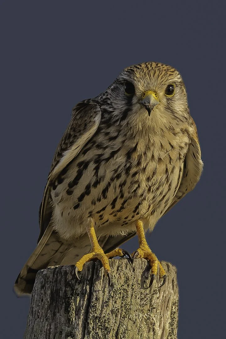 Common Kestrel — Portrait