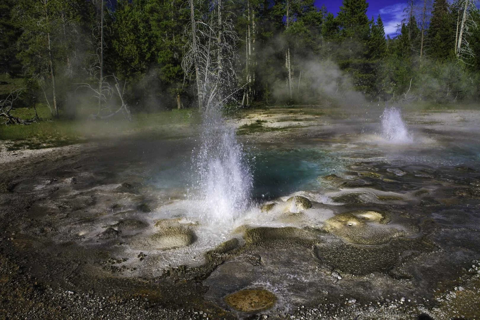 Geyser erupting among steaming geothermal pools in Yellowstone’s Lower Geyser Basin, USA.
