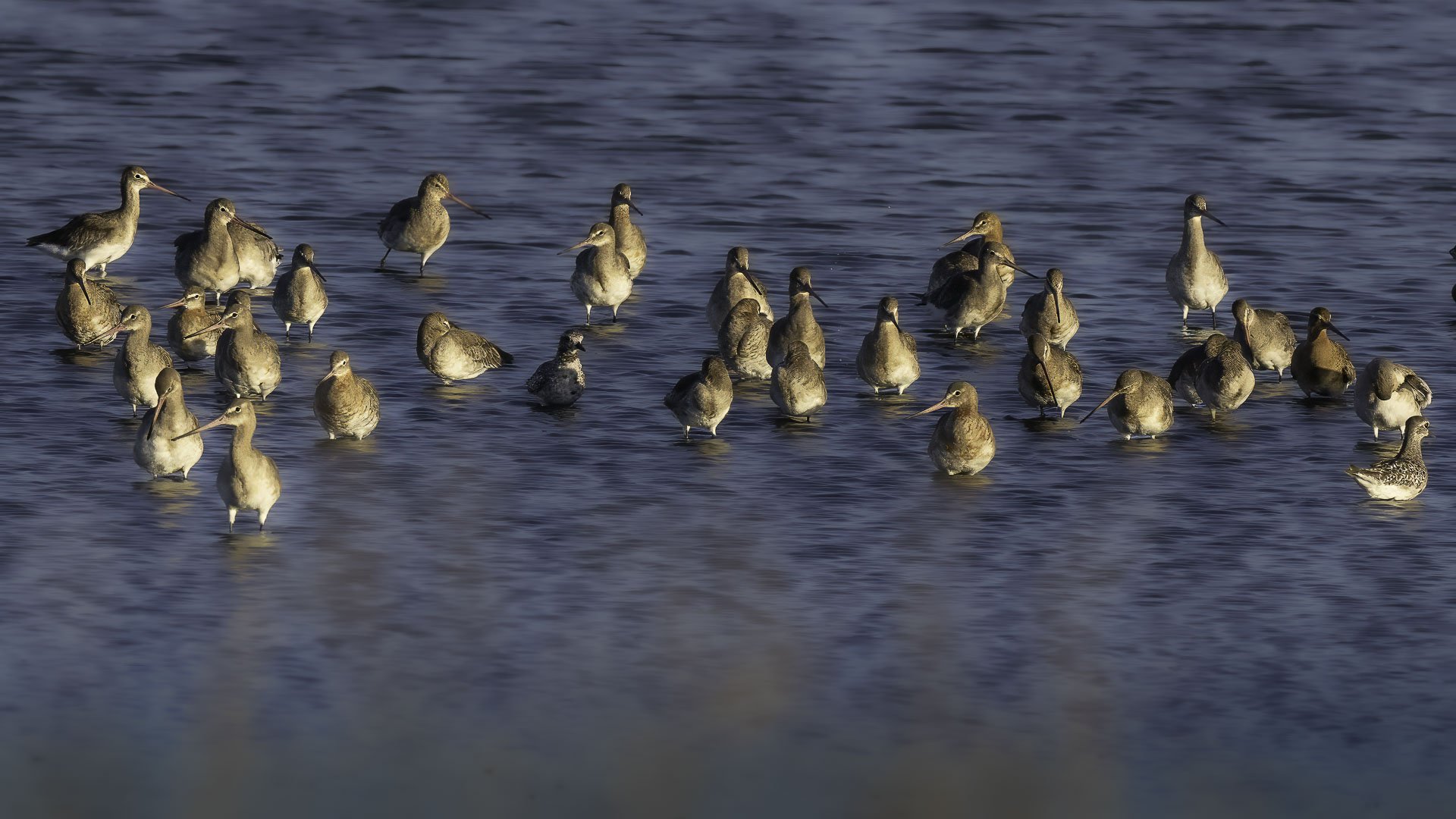 Black-tailed Godwits — Gathering