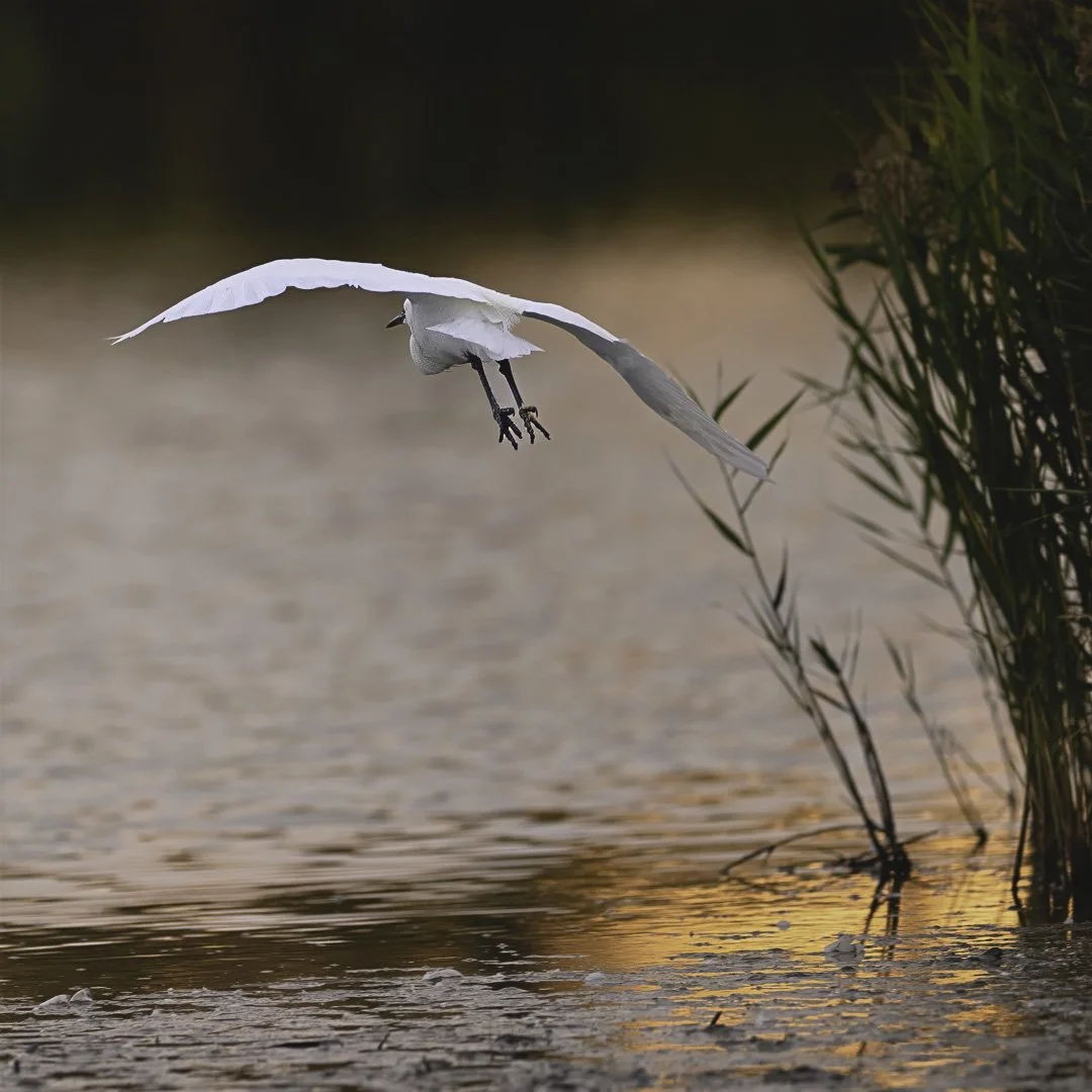 josephbphotography-fragile-lives-france-camargue-pont-de-gau-birds-egret-flight.jpg