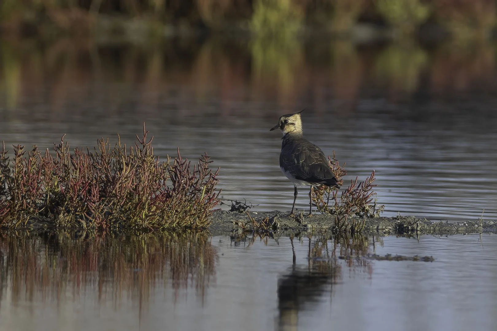 Northern Lapwing — Quiet Reflection