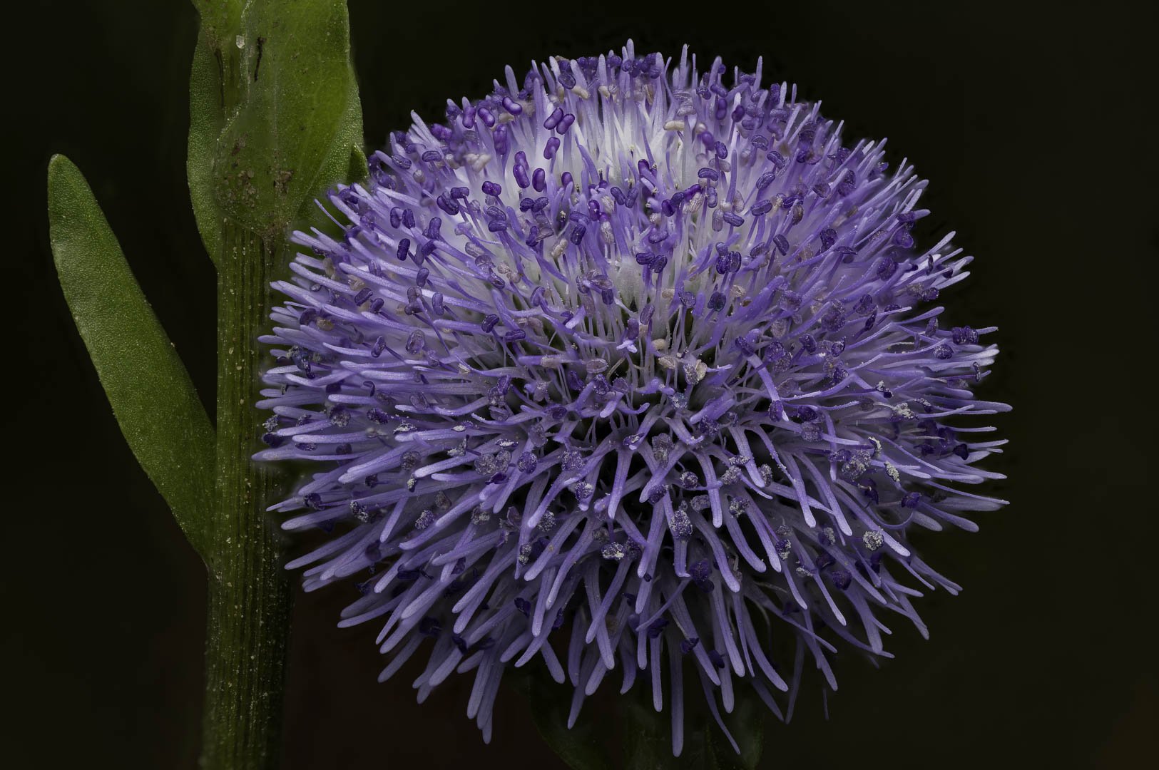 josephbphotography-the-invisible-life-flowers-globularia-vulgaris.jpg