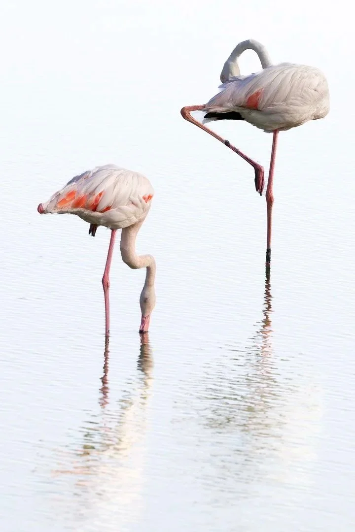 josephbphotography-fragile-lives-france-camargue-pont-de-gau-birds-flamingos-high-key.jpg