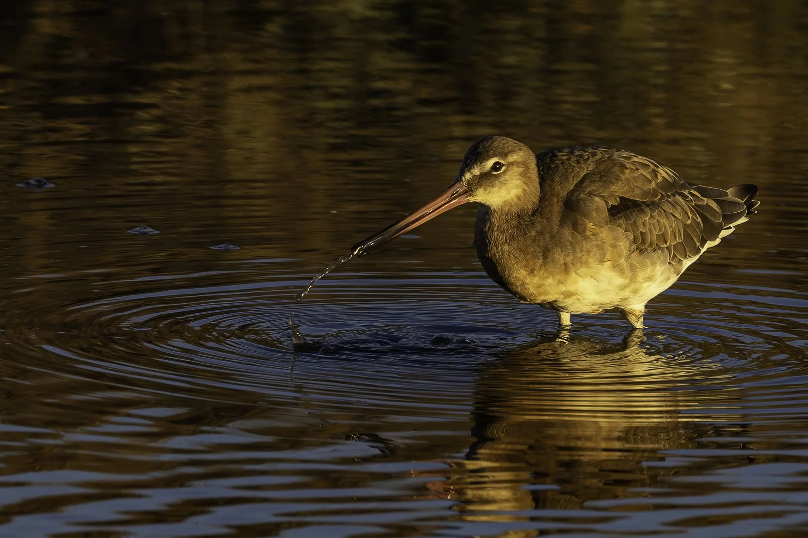 Black-tailed Godwit — In the Shallows