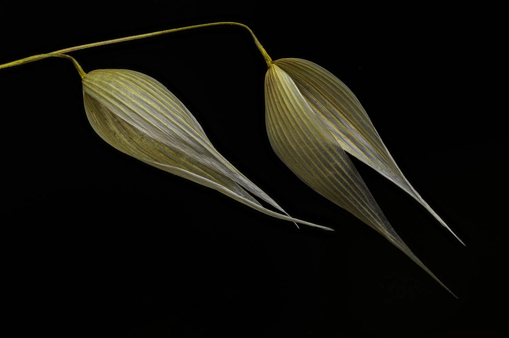 josephbphotography-the-invisible-life-flowers-lygeum.jpg