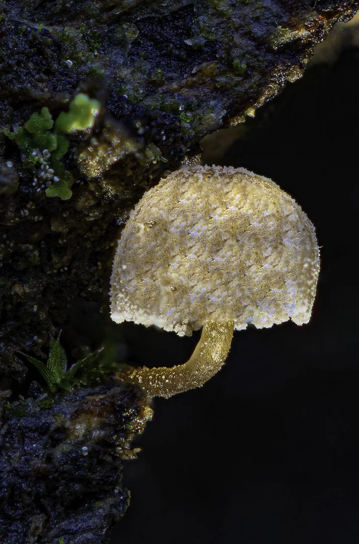 Woodland Mushroom – A Delicate Canopy Against the Darkness