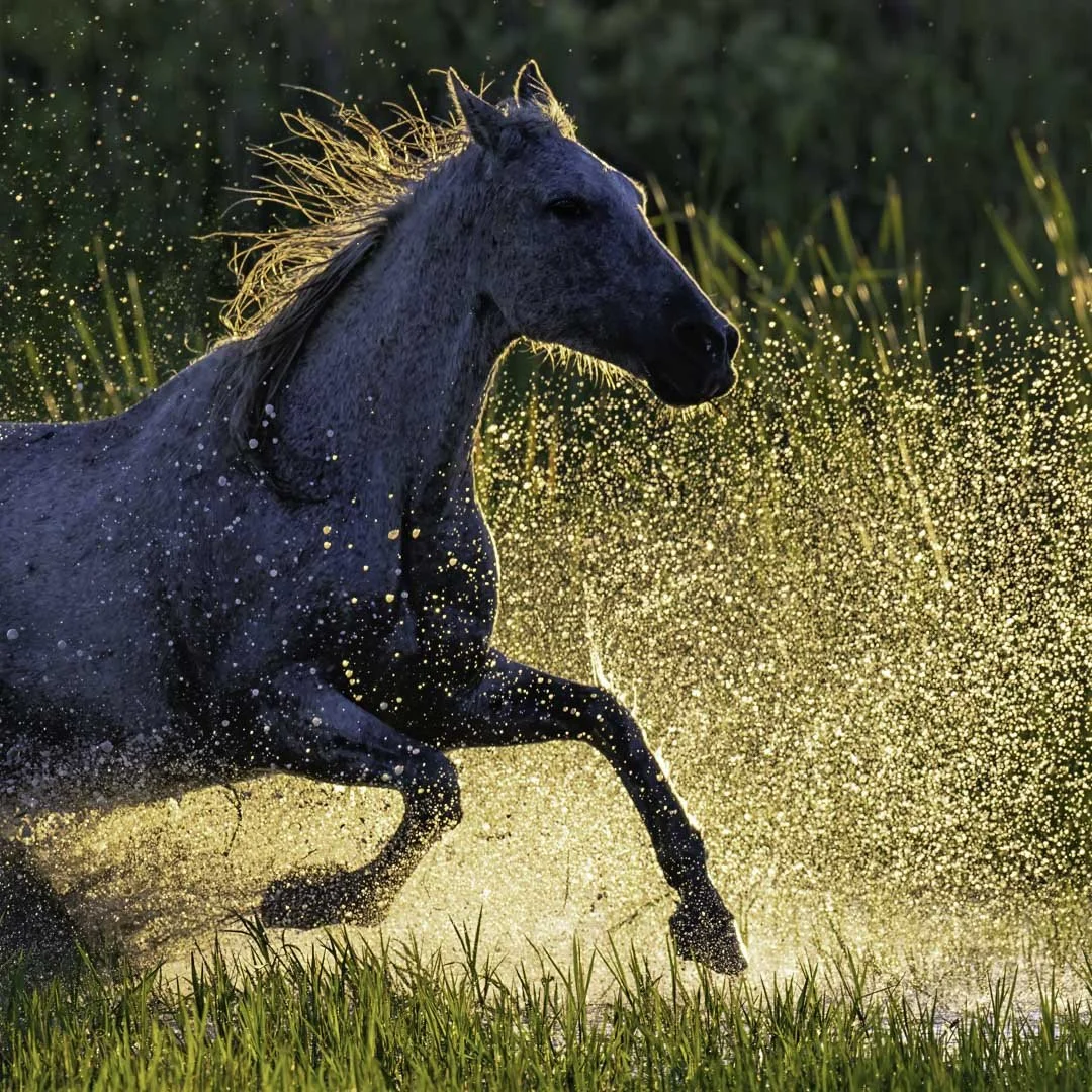 josephbphotography-fragile-lives-france-camargue-horses 1.jpg