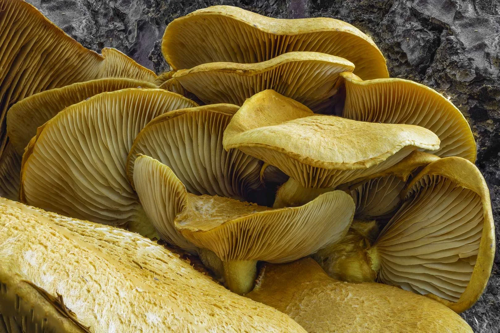 Gymnopilus Mushrooms – Golden Gills in a Sculptural Arrangement