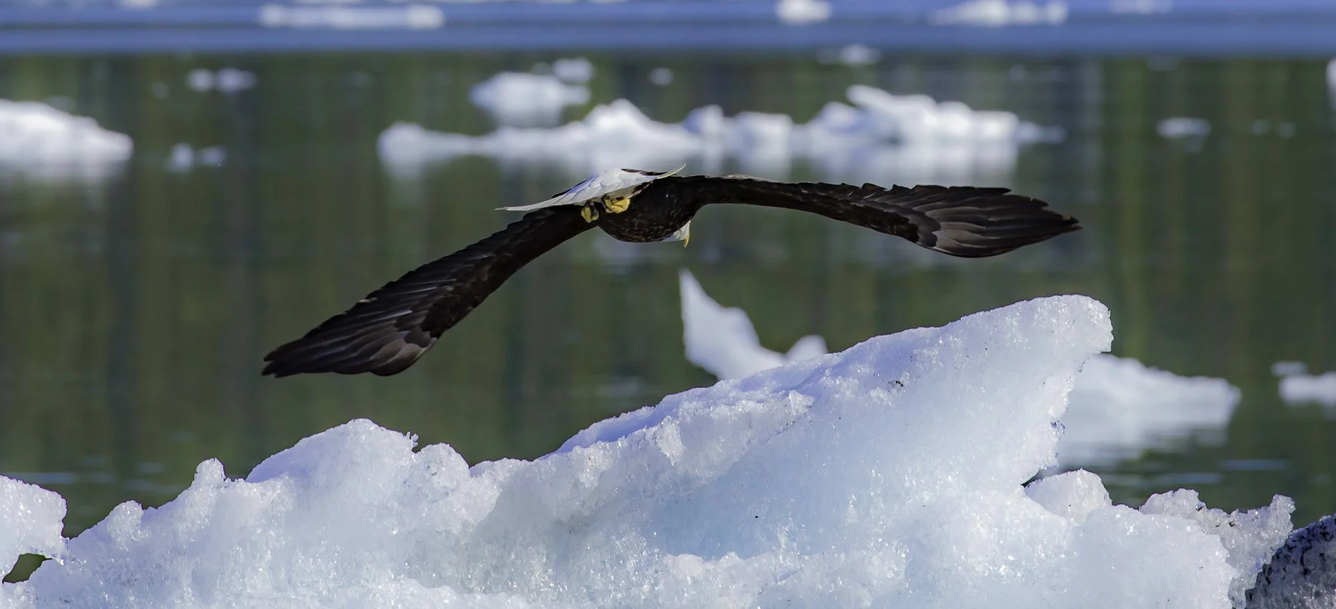 Bald eagle spreading its wings as it takes off from a floating piece of ice in Alaska.