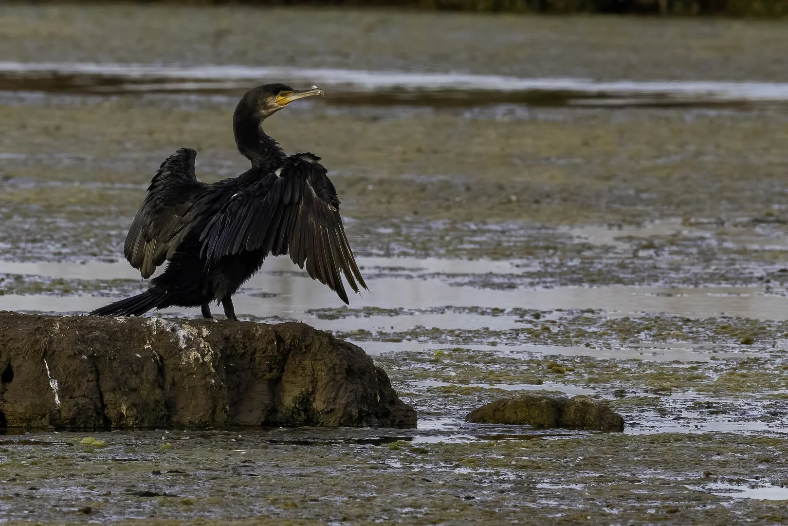 Great Cormorant — Wings to the Sun