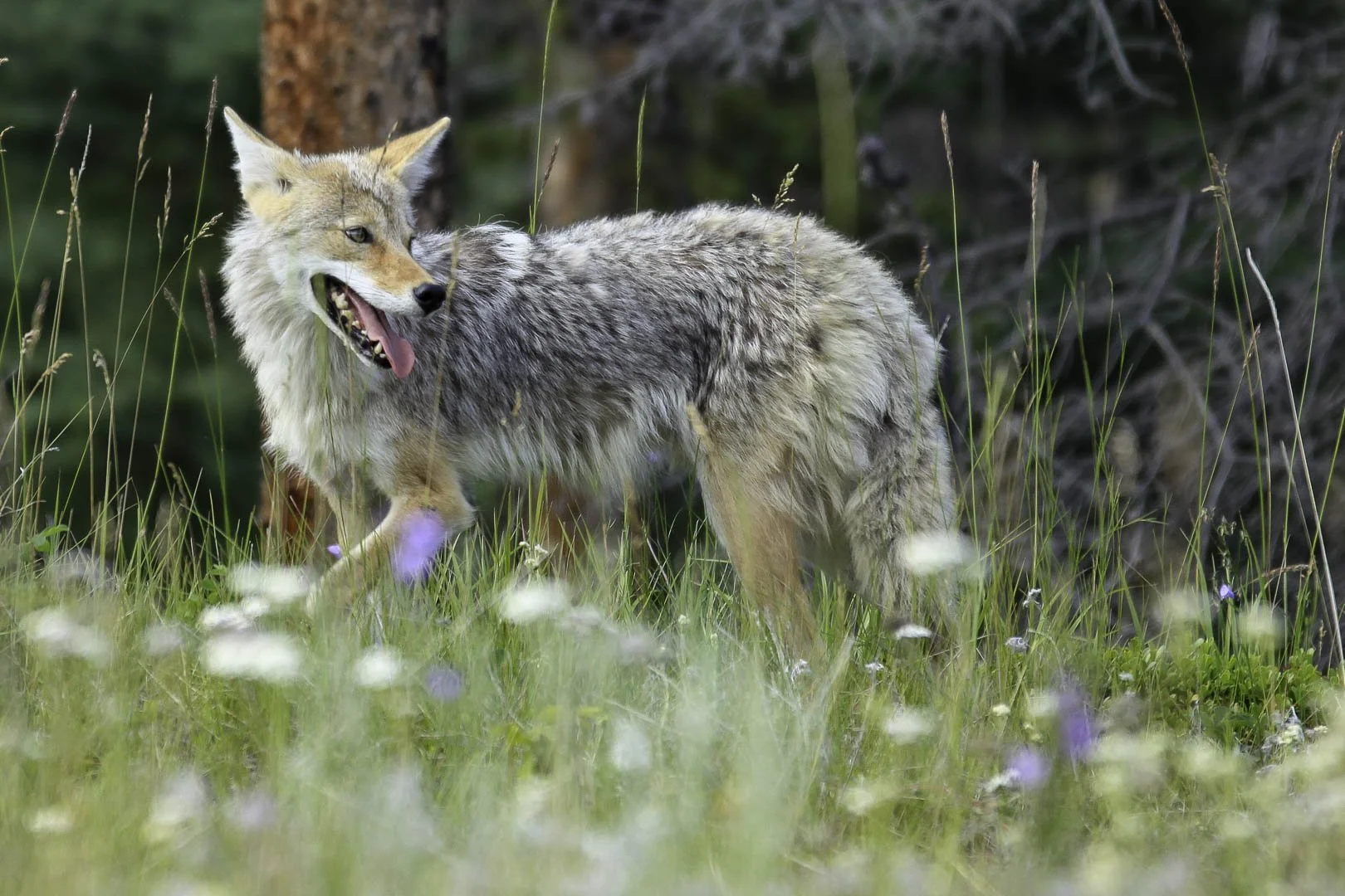 josephbphotography-fragile-lives-canada-vancouver-island-coyote.jpg