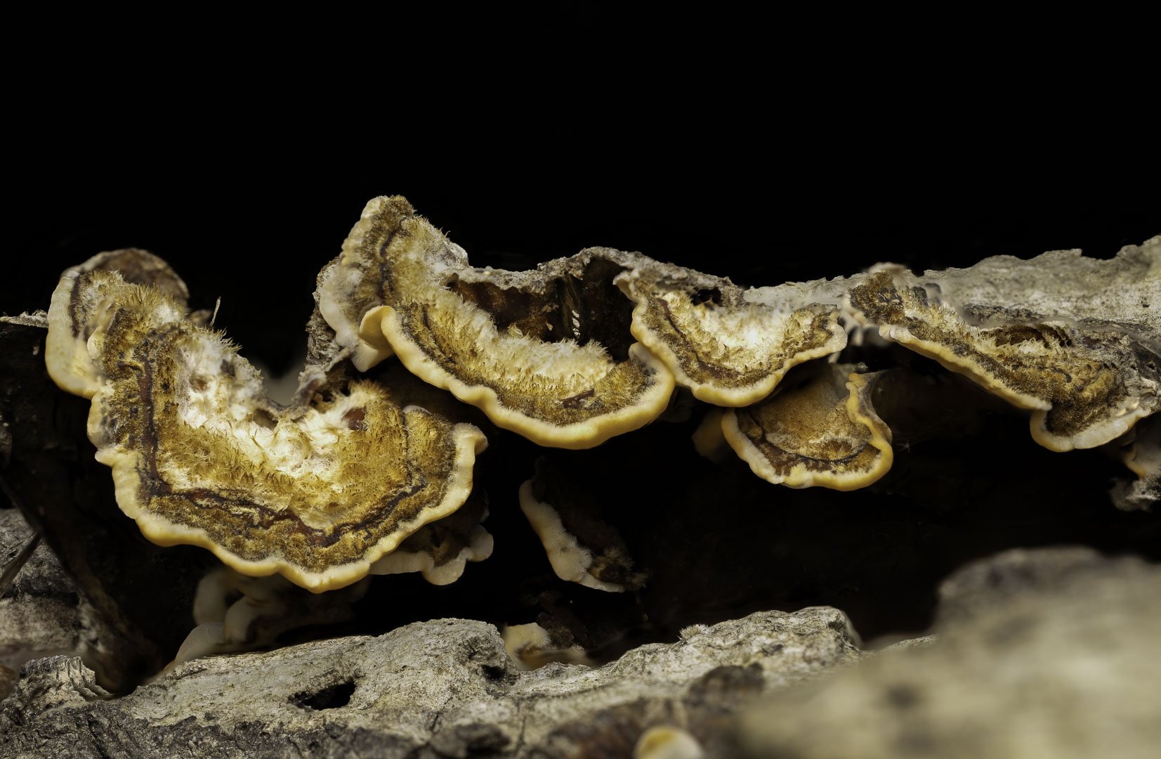 Stereum mushroom growing on a tree trunk, its layered form catching soft forest light.