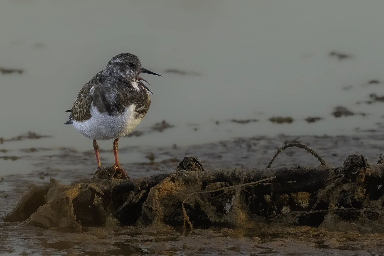 Ruddy Turnstone — A Call from the Shore