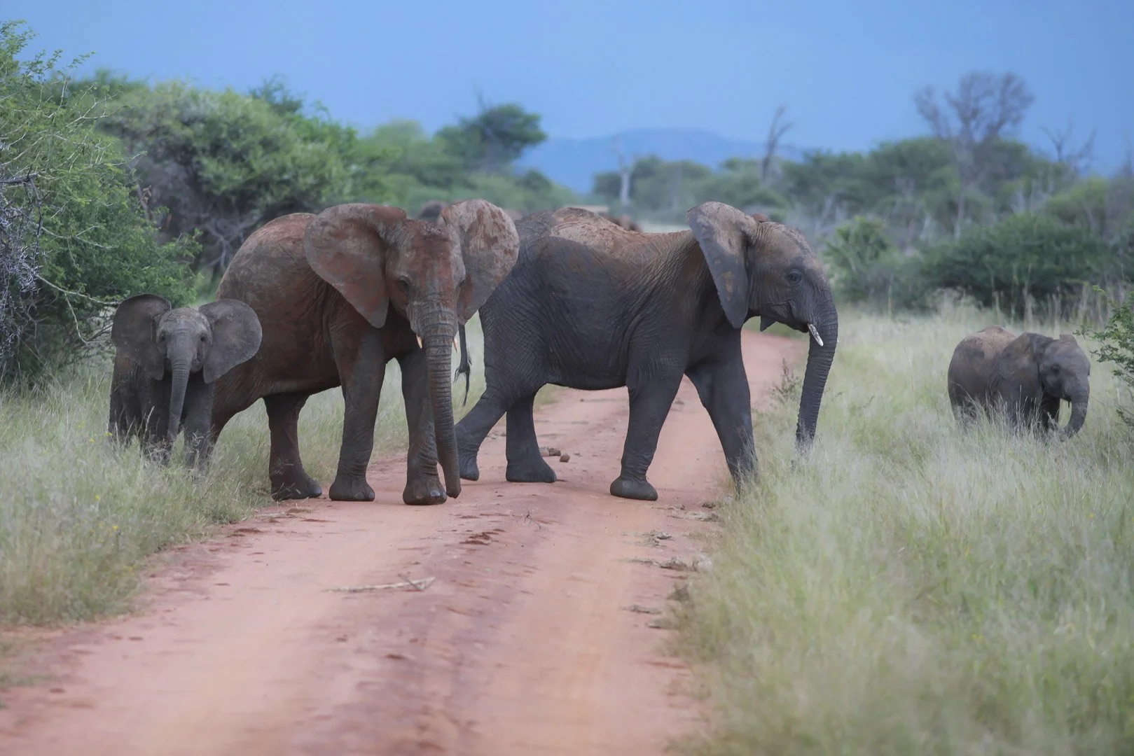 josephbphotography-fragile-lives-south-africa-madikwe-elephant.jpg