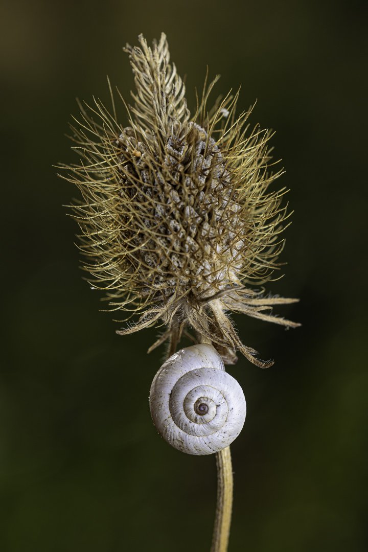josephbphotography-the-invisible-life-textures-white-snail 2.jpg