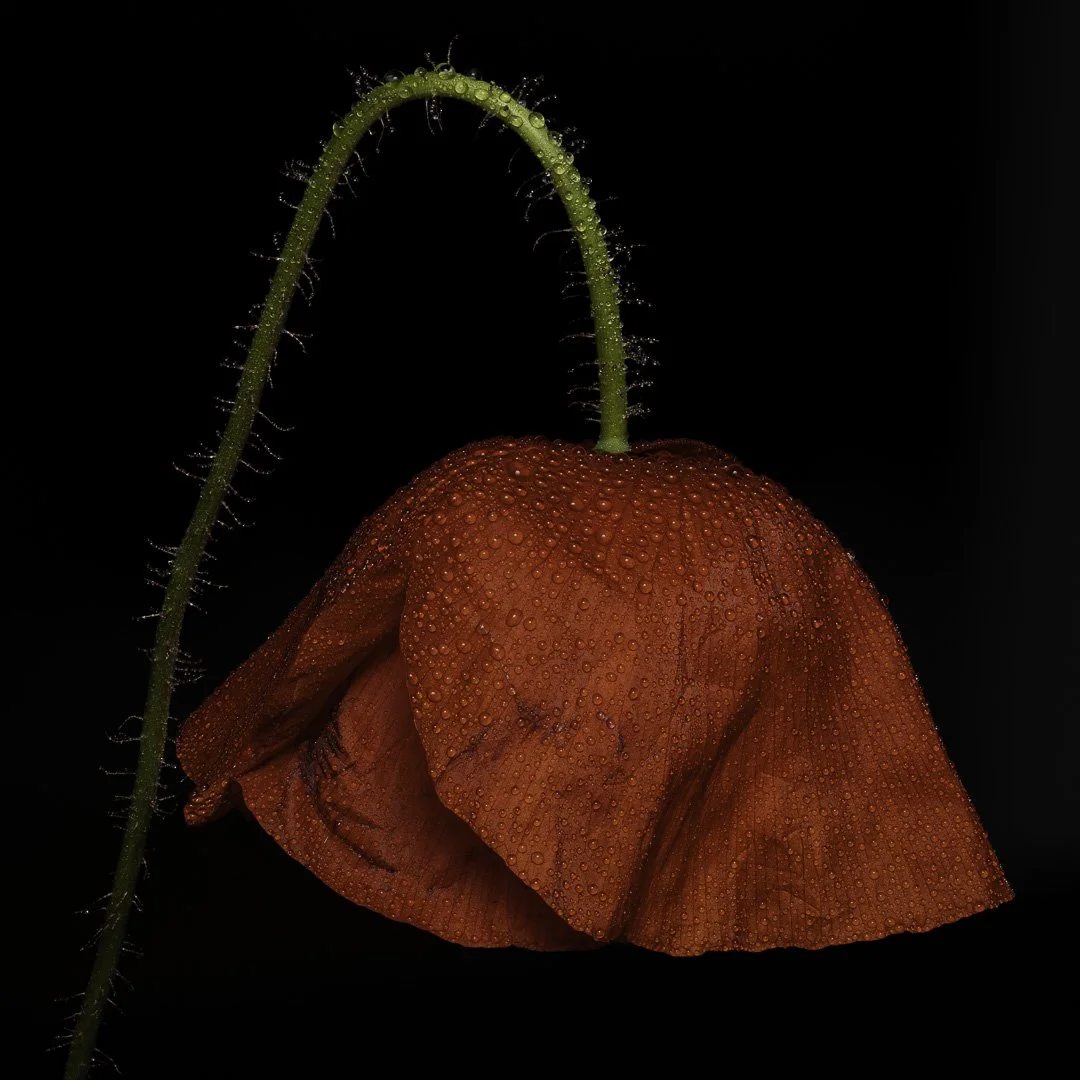 josephbphotography-the-invisible-life-flowers-genus-papaver-common-poppy.jpg