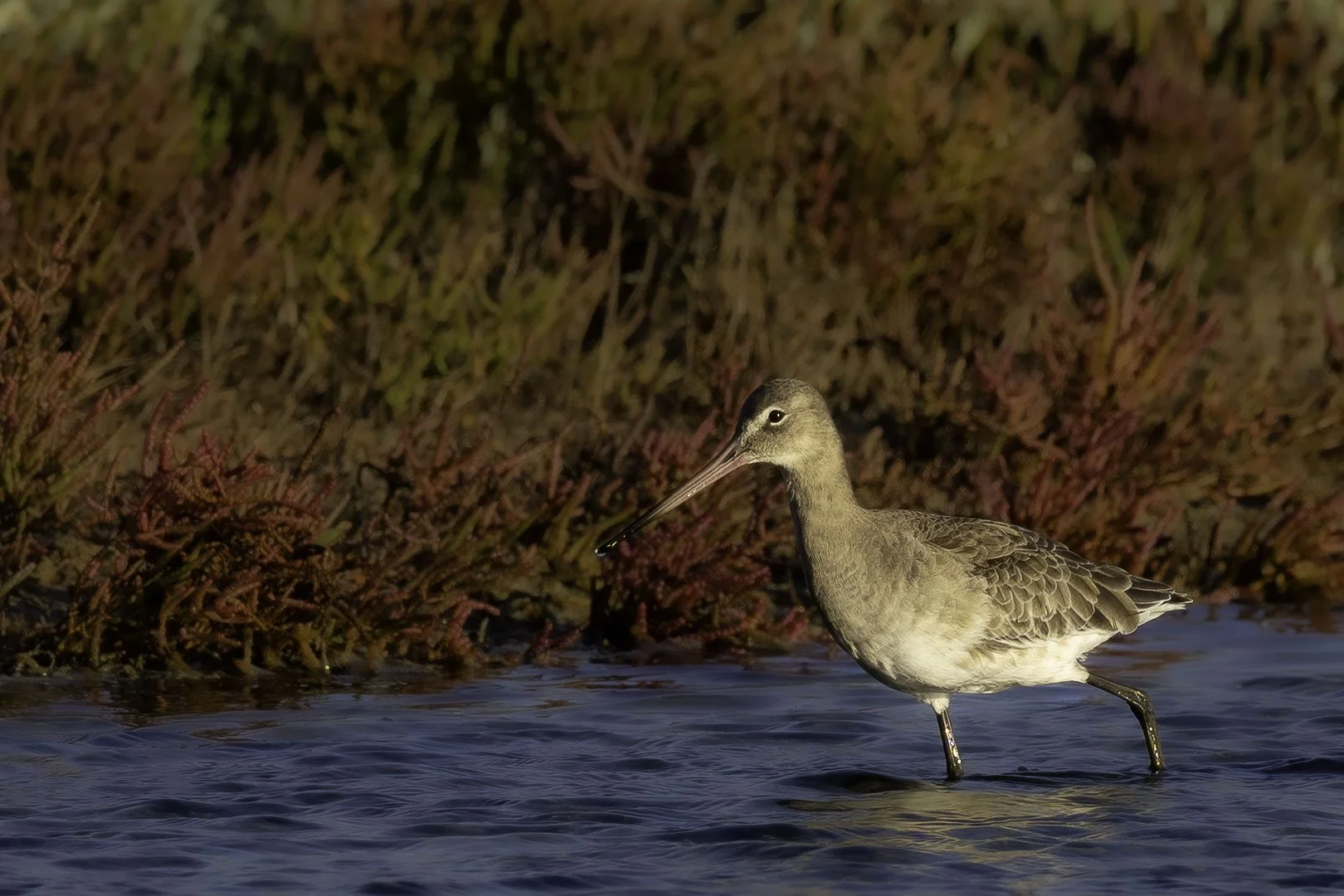 Black-tailed Godwit — Among the Colours