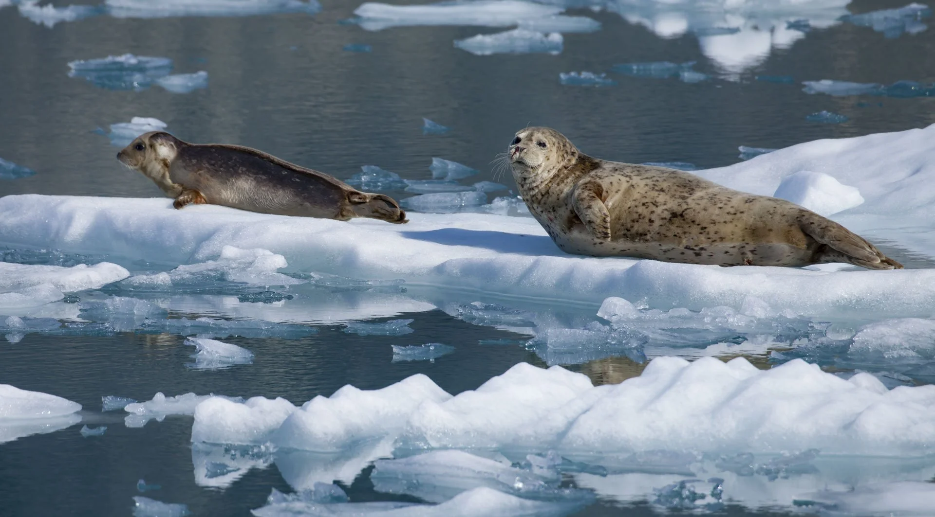 josephbphotography-fragile-lives-USA-alaska-seals-on-ice.jpg