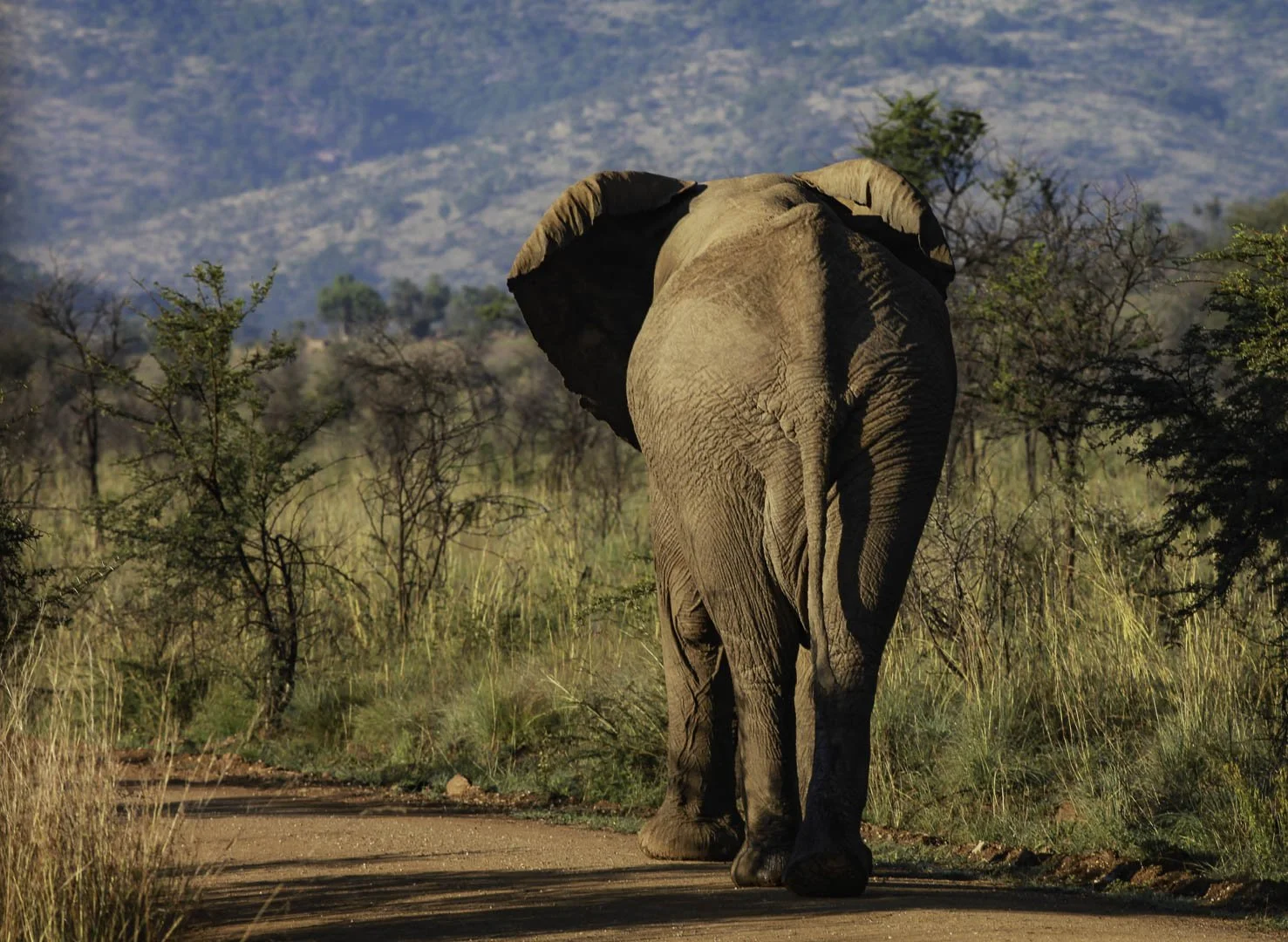josephbphotography-fragile-lives-south-africa-madikwe-elephant-back.jpg