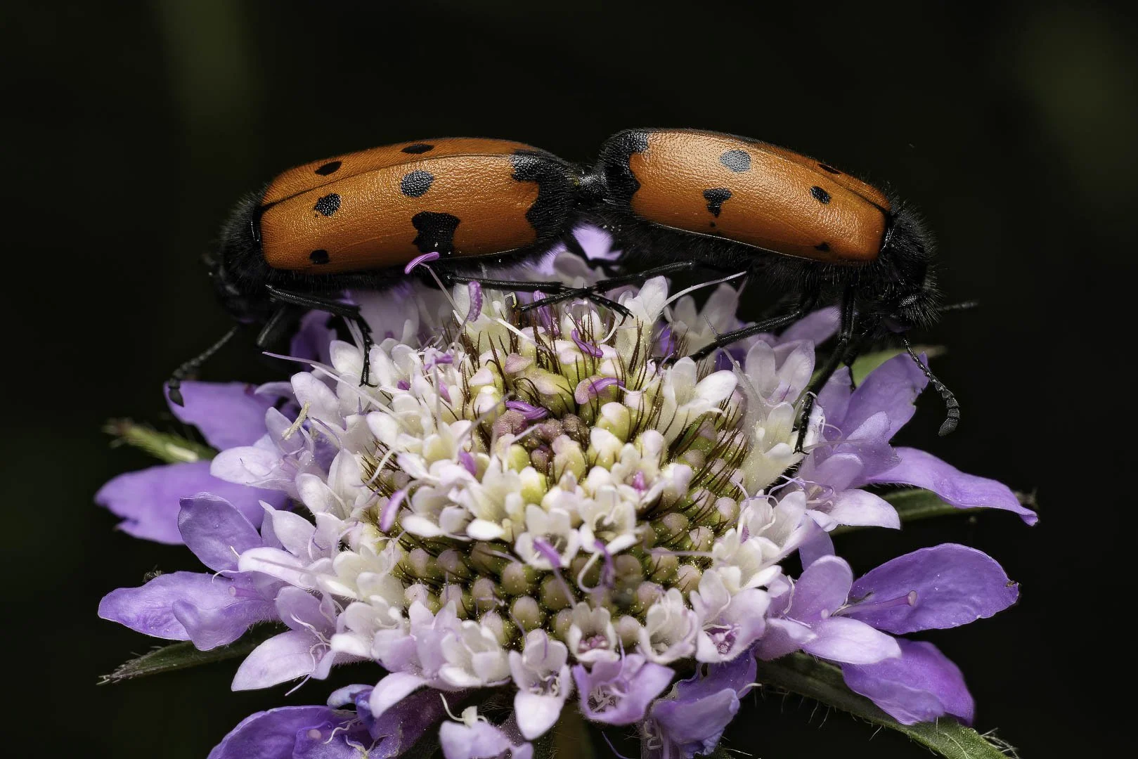 josephbphotography-the-invisible-life-insects-butterflies-mylabris-blisters.jpg