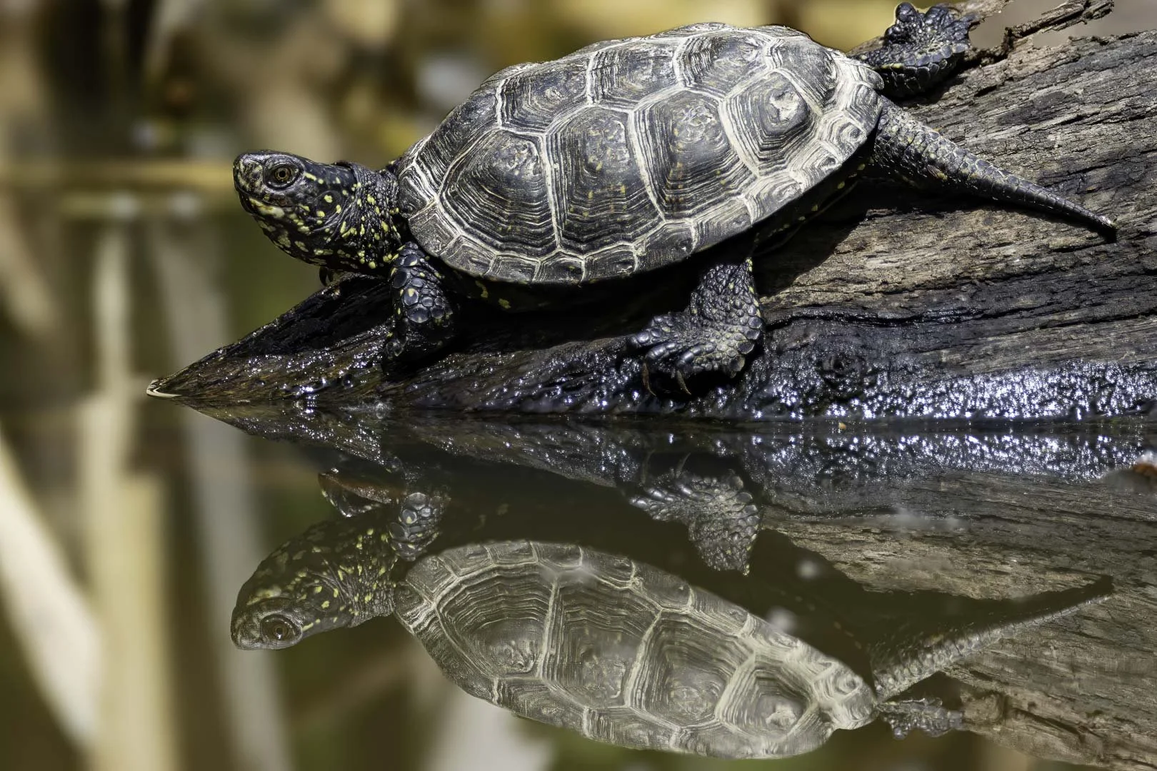 josephbphotography-fragile-lives-france-brene-european-pond-turtle.jpg