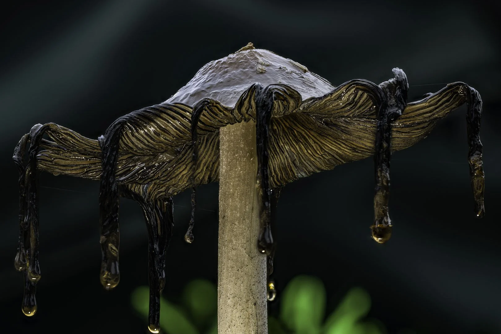 Inkcap Mushroom – Dark Ribbons and Drops of Light