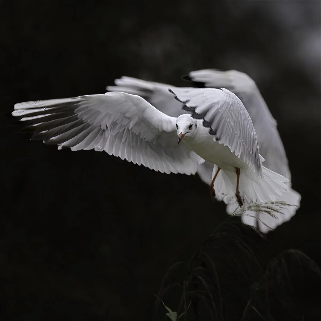 josephbphotography-fragile-lives-france-camargue-pont-de-gau-black-headed-gull.jpg