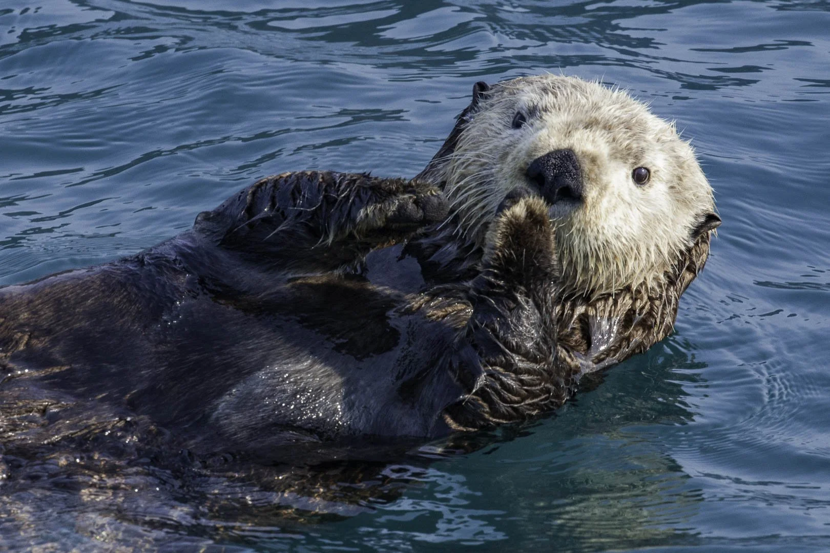 josephbphotography-fragile-lives-USA-alaska-sea-otter.jpg
