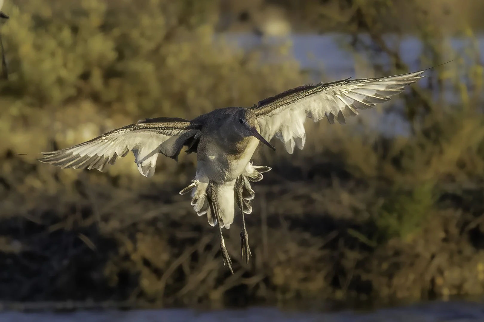 Black-tailed Godwit — Touching Down