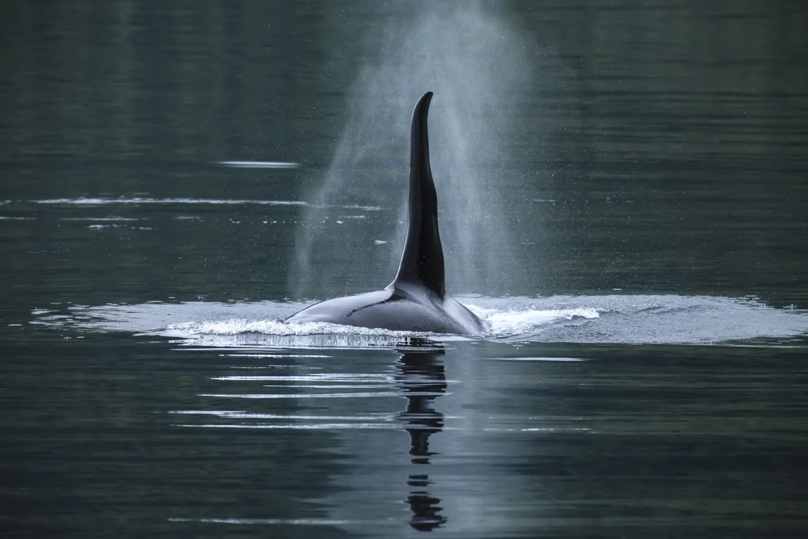 josephbphotography-fragile-lives-canada-vancouver-island-telegraph-cove-orca.jpg