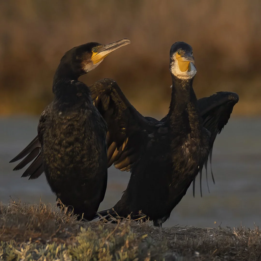 Great Cormorants — Together