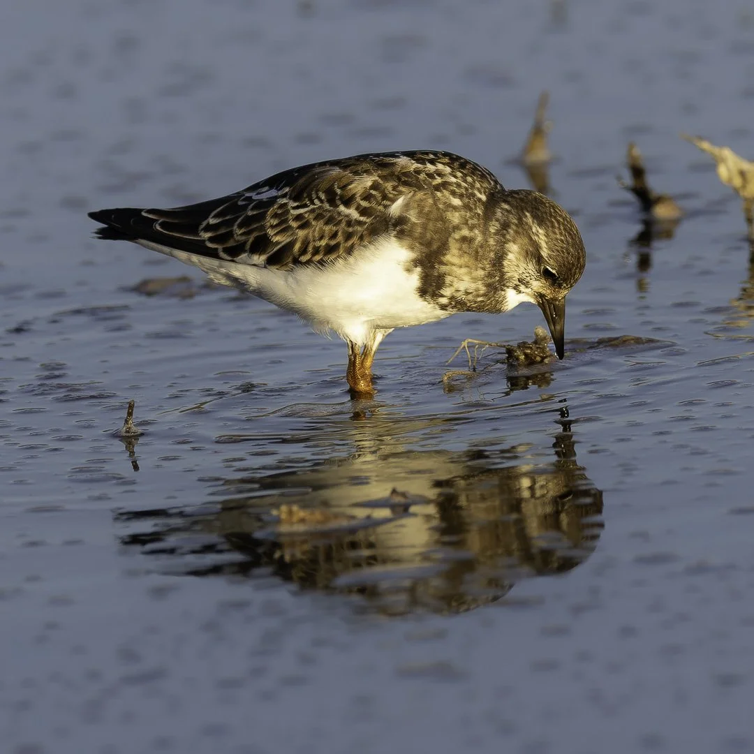 Ruddy Turnstone — At the Water’s Edge
