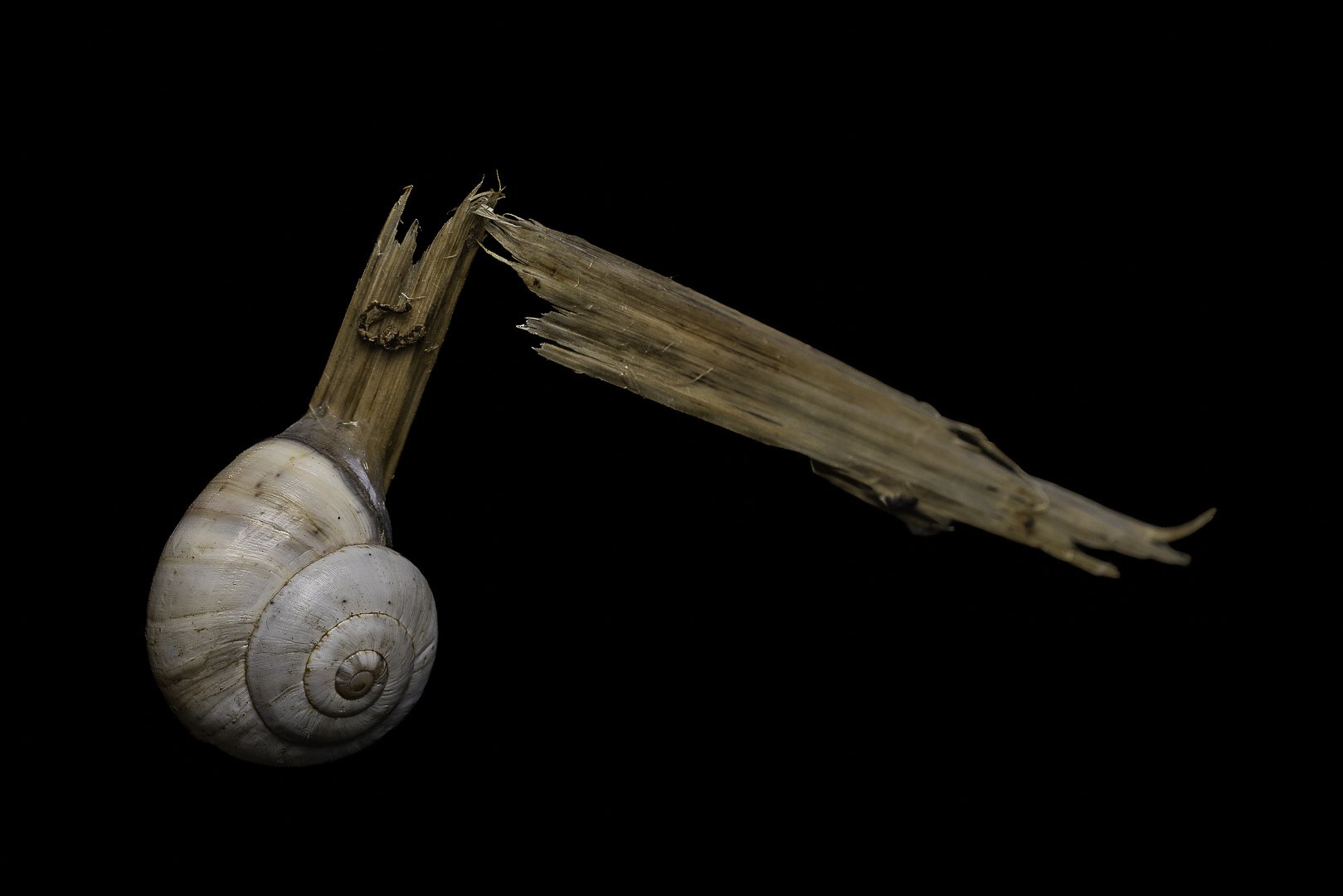 Two delicate dried seed pods suspended against a deep black background, revealing their fine translucent structure.